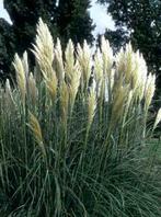 Pampas, Sunningdale Silver, 3Liter, Fors Gewas, Tuin en Terras, Planten | Tuinplanten, Volle zon, Vaste plant, Siergrassen, Ophalen of Verzenden