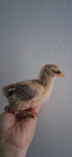 Kuikens (hennen), Dieren en Toebehoren, Vrouwelijk, Kip