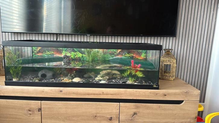aquaterrarium + twee waterschildpadden