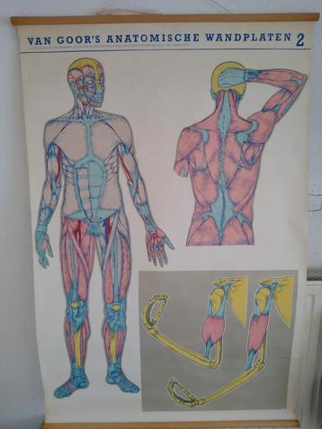 Wandplaat spieren beschikbaar voor biedingen