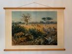 Oude Schoolkaart van Koekkoek ‘aan de rand der Kalahari’, Antiek en Kunst, Antiek | Schoolplaten, Ophalen, Natuur en Biologie