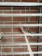 Bourke parkiet, Dieren en Toebehoren, Mannelijk, Parkiet