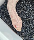 Heterodon nasicus snows combo's, Dieren en Toebehoren, Reptielen en Amfibieën, Slang