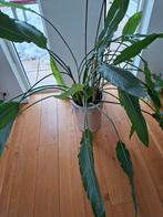 Alocasia (olifantsoor) met pot, Huis en Inrichting, Kamerplanten, Ophalen, Halfschaduw