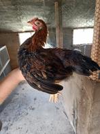 Welsumer groot haantje, Dieren en Toebehoren, Pluimvee, Mannelijk, Kip