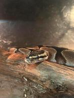Koningspython / Python regius, Dieren en Toebehoren, Reptielen en Amfibieën, Slang, 0 tot 2 jaar