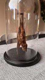 Opgezette vleerhond in glazen stolp - taxidermie, Ophalen