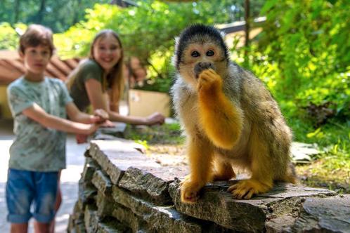 Apenheul e-tickets snelle levering ️️️️✅️✈️⚡️, Tickets en Kaartjes, Recreatie | Dierentuinen, Drie personen of meer, Ticket of Toegangskaart