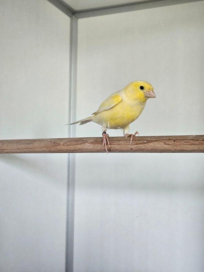 Burger zoekt een huisje! (Kanarie), Dieren en Toebehoren, Vogels | Kanaries, Kleurkanarie, Mannelijk