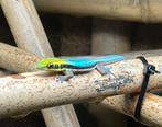 Phelsuma klemmeri, Dieren en Toebehoren, Reptielen en Amfibieën, 0 tot 2 jaar