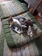 lieve boerderij kittens, Dieren en Toebehoren, Katten en Kittens | Overige Katten