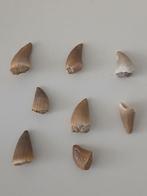 Mosasaurus Tand Fossiel, Verzamelen, Mineralen en Fossielen, Ophalen of Verzenden, Fossiel