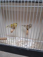 Wildzang putters europese sijs kapoetsensijs zwartkopsijsen, Dieren en Toebehoren, Meerdere dieren, Bastaard