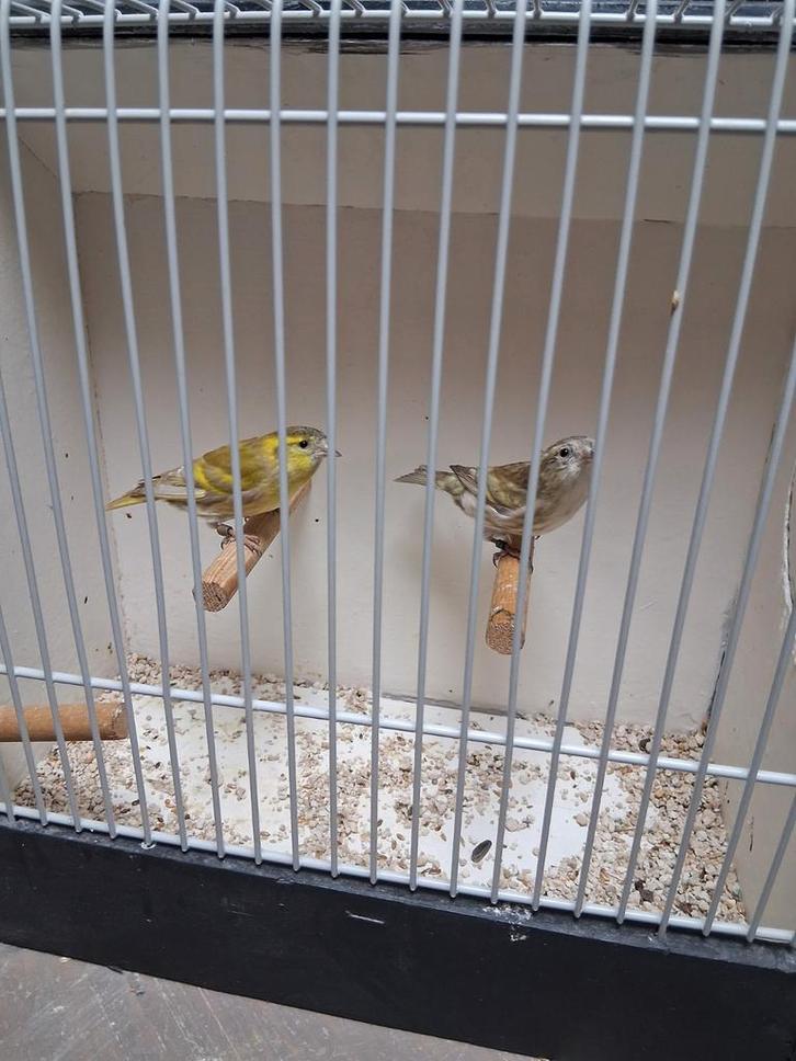 Wildzang putters europese sijs kapoetsensijs zwartkopsijsen, Dieren en Toebehoren, Vogels | Kanaries, Bastaard, Meerdere dieren