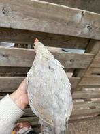 Isabel leghorn haan te koop, Mannelijk, Kip