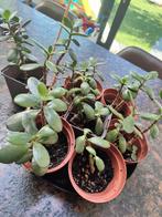 Crassula(Jade plant) stekjes, Huis en Inrichting, Kamerplanten, Ophalen, Overige soorten, Minder dan 100 cm