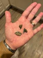 Fossiele haaientanden uit Antwerpen - Hexanchus griseus, Verzamelen, Mineralen en Fossielen, Ophalen of Verzenden, Fossiel