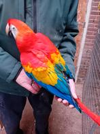 geelvleugel ara, Meerdere dieren, Papegaai, Geringd