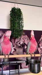 2x Galah Kaketoes (roze/grijs) – 6 maanden oud–tam en speels, Mannelijk, Papegaai, Tam