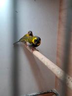 Koppel kleine cubavinken, Dieren en Toebehoren, Meerdere dieren