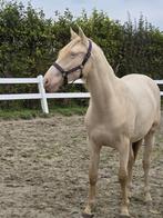 Knappe PRE perlino merrie 2 jaar, Dieren en Toebehoren, Merrie, Minder dan 160 cm, Met stamboom, Dressuurpaard