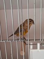 te koop drie mooi  jonge kanaries, Dieren en Toebehoren, Vogels | Kanaries, Geslacht onbekend, Kleurkanarie