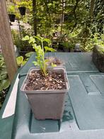 maggiplant in 9x9 cm pot, Ophalen, Volle zon, Vaste plant, Kruiden