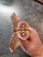 Bulleye vlinder eitjes  antherina suraka, Wandelende tak