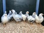 Jonge tamme wyandotte kriel kippen veel kleuren + ingeënt, Dieren en Toebehoren, Pluimvee, Kip, Meerdere dieren