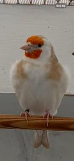 Putters bruin pastel poppen, Dieren en Toebehoren, Vogels | Overige Vogels, Vrouwelijk, Wildzangvogel