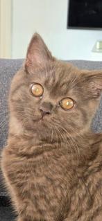 Bruine Britse Korthaar kater, Dieren en Toebehoren, Kater, Ontwormd
