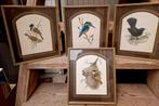 Vier ingelijste vogelprenten, Ophalen of Verzenden