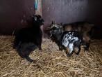 Jonge makke dwerggeitjes, Dieren en Toebehoren, Meerdere dieren, Geit