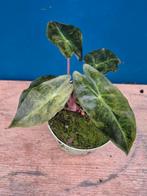 Alocasia Nairobi Aurea p10 (1)