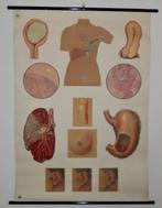 Vintage- Anatomische -/Medische Schoolplaat - Nummer 2044, Antiek en Kunst, Ophalen of Verzenden