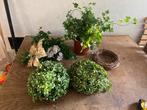 Mooie Kunstplanten en kransen klimopplant buxus bol, Huis en Inrichting, Ophalen of Verzenden, Zo goed als nieuw