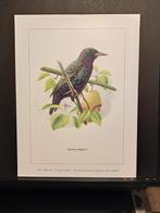 Spreeuw - Buzin - prent kunst  afmeting  18 x 24 cm, Verzenden, 1980 tot heden, Zo goed als nieuw, Dier