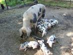 Bonte Bentheimer biggen, Dieren en Toebehoren, Schapen, Geiten en Varkens, Meerdere dieren, Varken, 0 tot 2 jaar