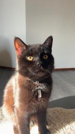 Lieve gecastreerde jonge kat zoekt thuis – €100, Dieren en Toebehoren, Katten en Kittens | Raskatten | Korthaar, Kater