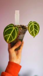 Wonderboy x michell, Ophalen of Verzenden, Halfschaduw, Minder dan 100 cm