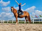 UNIEKE KANS: ✨️‼️Super lieve Freiberger merrie!‼️✨️, Dieren en Toebehoren, Merrie, Minder dan 160 cm, Gechipt, 7 tot 10 jaar
