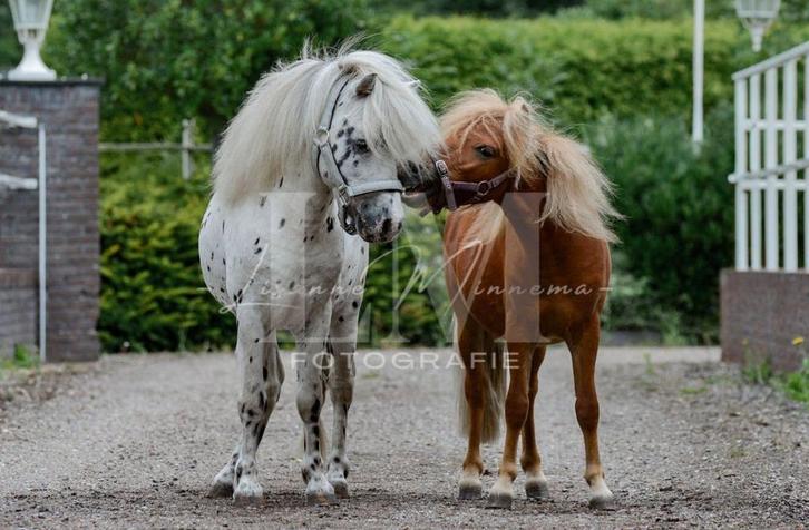 Lieve Nmprs hengst 2011 Appaloosa stamboek, Dieren en Toebehoren, Pony's, Hengst, A pony (tot 1.17m), 0 tot 2 jaar