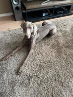 Lieve Cooper (11mnd) zoekt nieuw, ruim huis!, Dieren en Toebehoren, Honden | Setters en Staande honden, Duitse Staande hond, Rabiës (hondsdolheid)