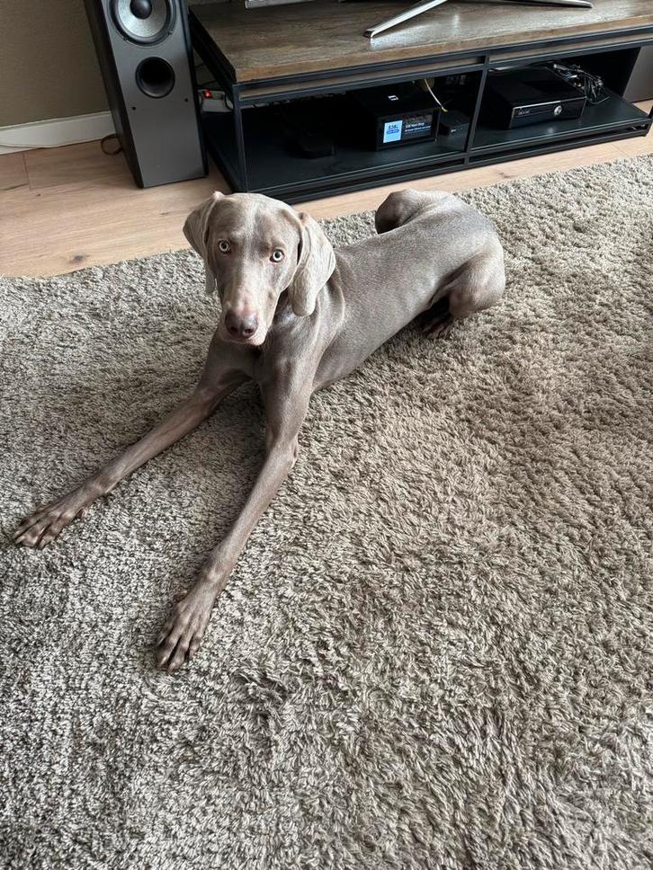 Lieve Cooper (11mnd) zoekt nieuw, ruim huis!, Dieren en Toebehoren, Honden | Setters en Staande honden, Reu, Duitse Staande hond