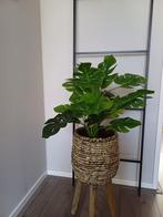 Nieuwe Kunstplant Monstera - 45 cm, Ophalen of Verzenden, Nieuw