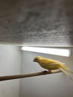 Harlekijn Kanarie, Dieren en Toebehoren, Vogels | Kanaries, Mannelijk, Zangkanarie