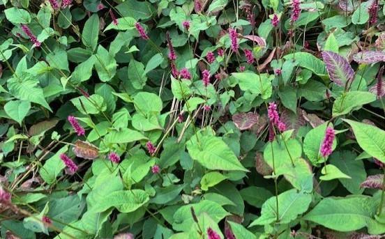 Persicaria, Tuin en Terras, Planten | Tuinplanten, Vaste plant, Bodembedekkers, Volle zon, Zomer, Ophalen