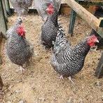 Noord Hollandse Blauwe kippen., Dieren en Toebehoren, Pluimvee, Vrouwelijk, Kip