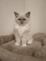 Heilige birmaan x met Ragdoll, Dieren en Toebehoren, Katten en Kittens | Raskatten | Langhaar, Meerdere dieren