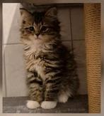 Prachtige tabby maincoon poesje, Dieren en Toebehoren, Poes, Ontwormd